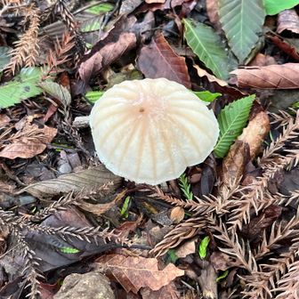 きのこ🍄‍🟫