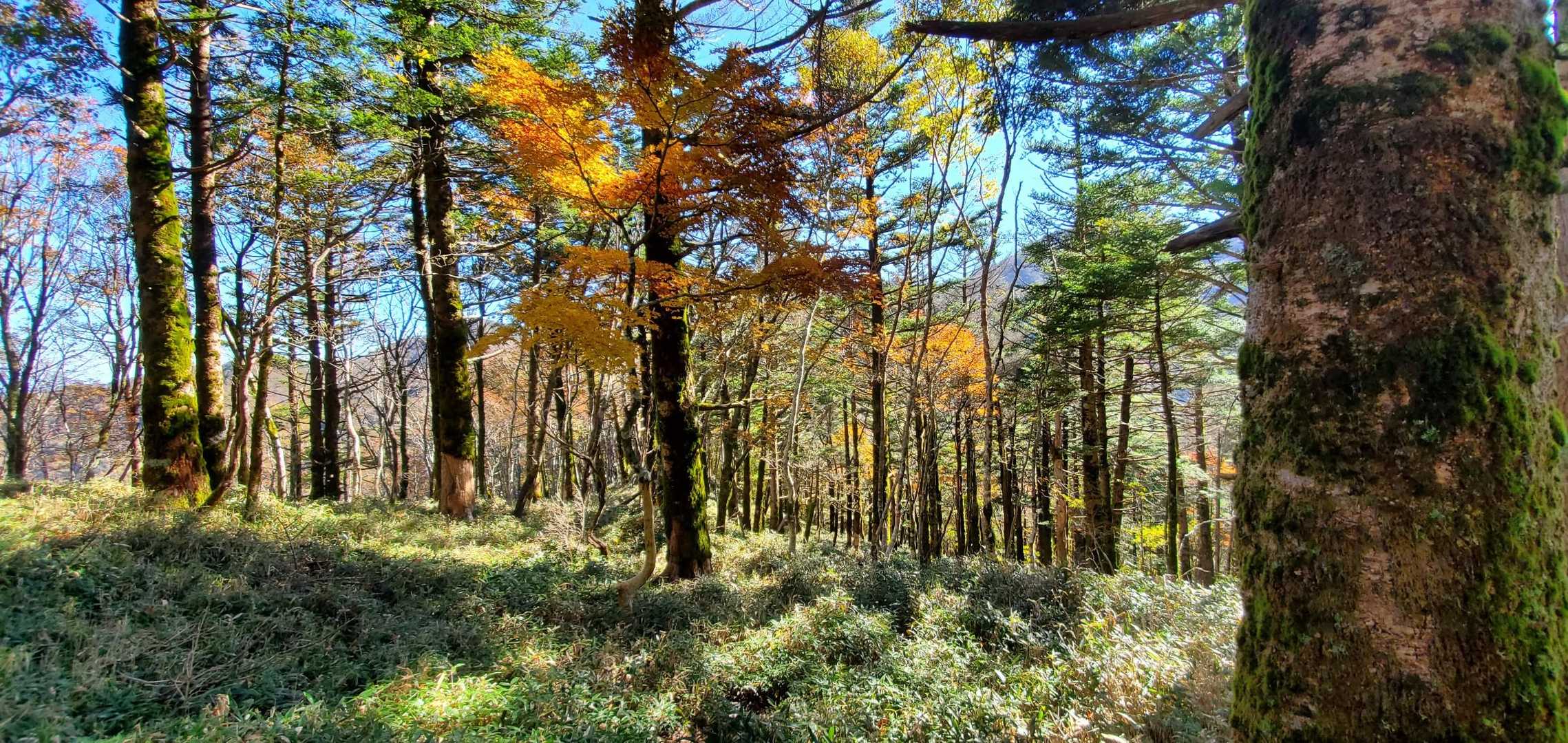 落合峠-矢筈山-石堂山 往復コースの写真
