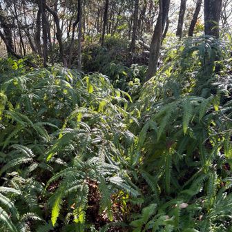 同じ道を戻るのはつまらないので、別のルート