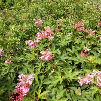 シモツケソウ
分岐付近もお花畑