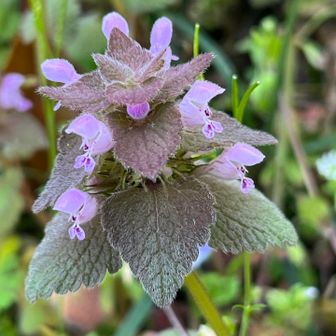 ヒメオドリコソウ

テヘッとベロ👅を
出しているように見えてきた😂
おっ山待ちでヒマすぎたのかな