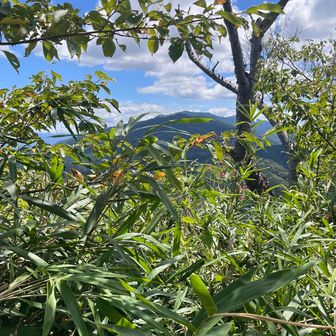 奥に見えるのが大和葛城山⛰️