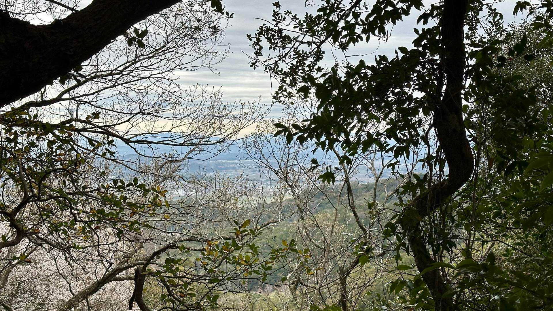 隙間からのチラッと景色🌲