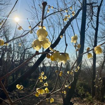 ロウバイが咲いてた🟡☀️
