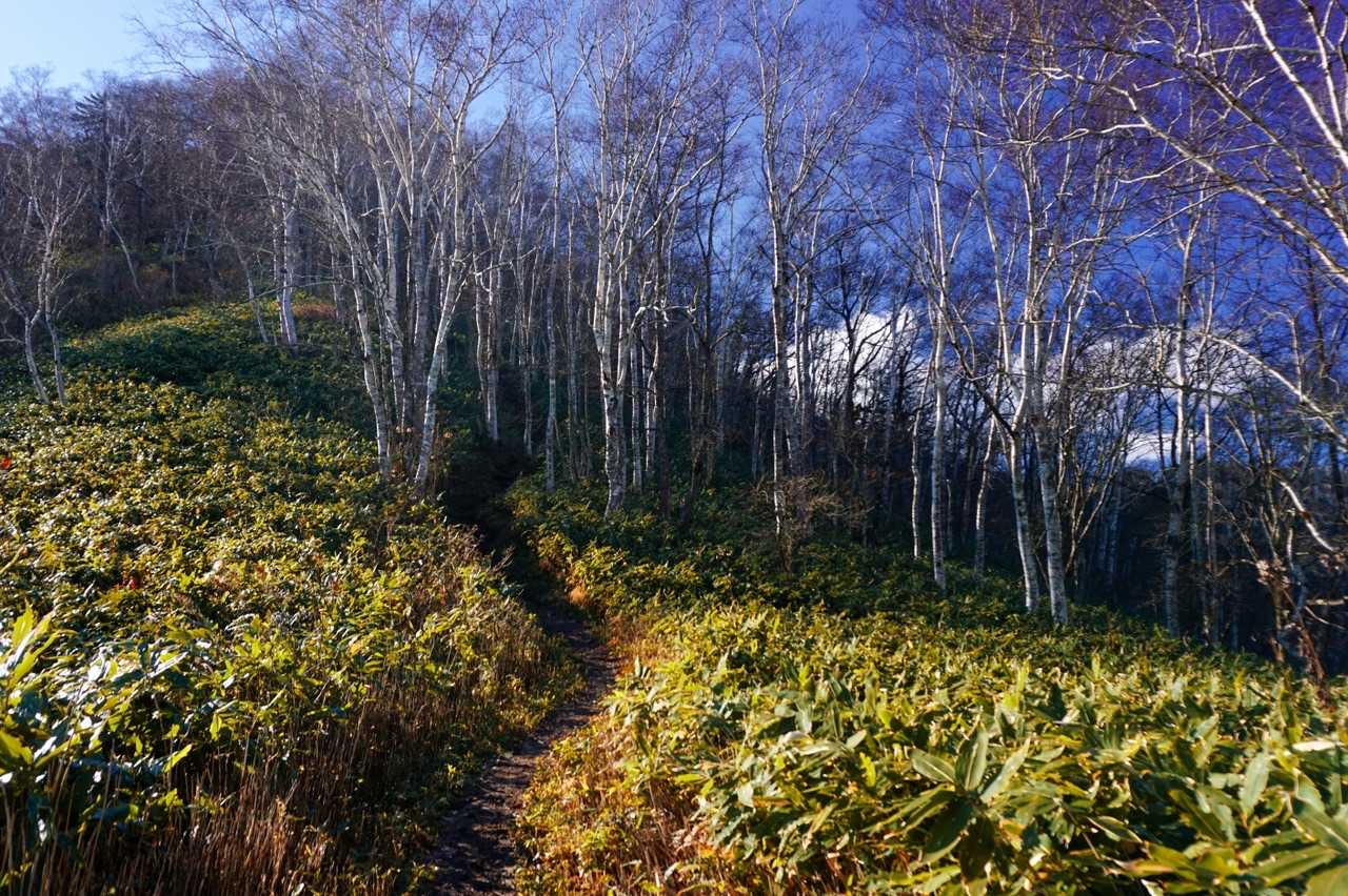 もう落葉🍂してて晩秋です
