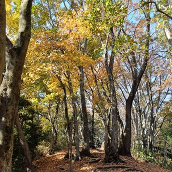 白山へ向かう、縦走路
広葉樹の色付きが美しい