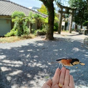 『キターー‼️』