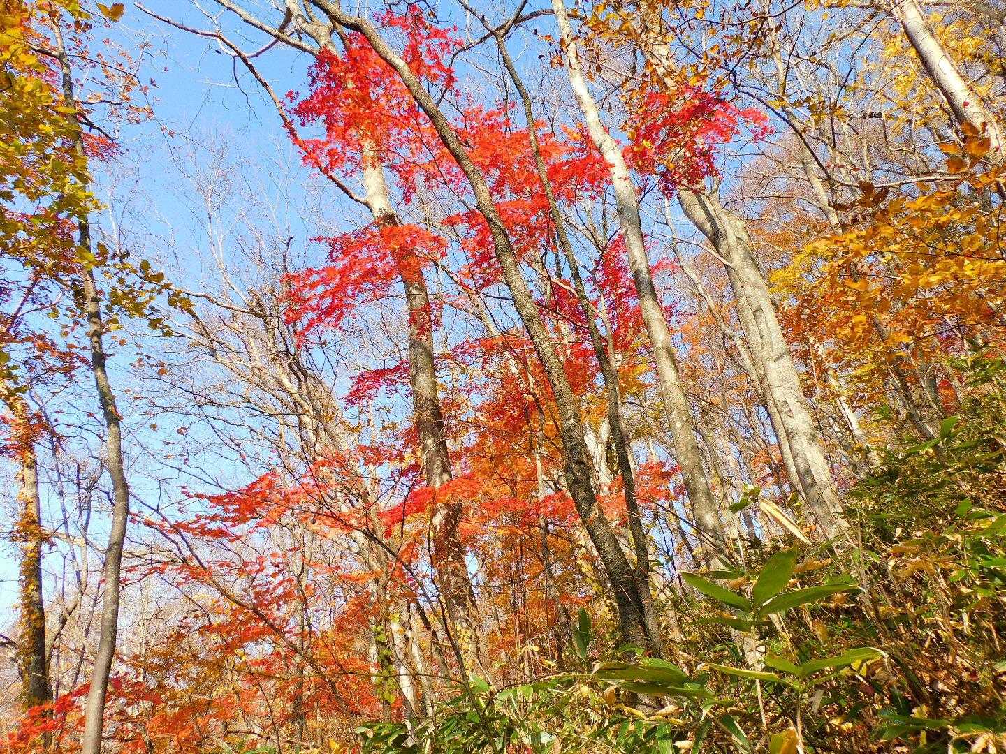 十和田山 往復コースの写真