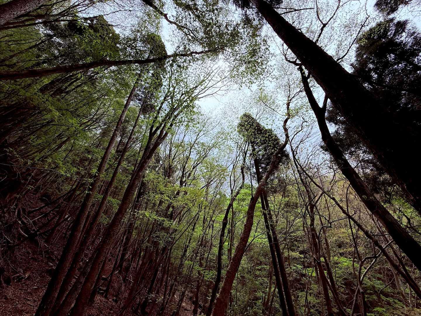 北谷登山口-風穴-祖母山 往復コースの写真