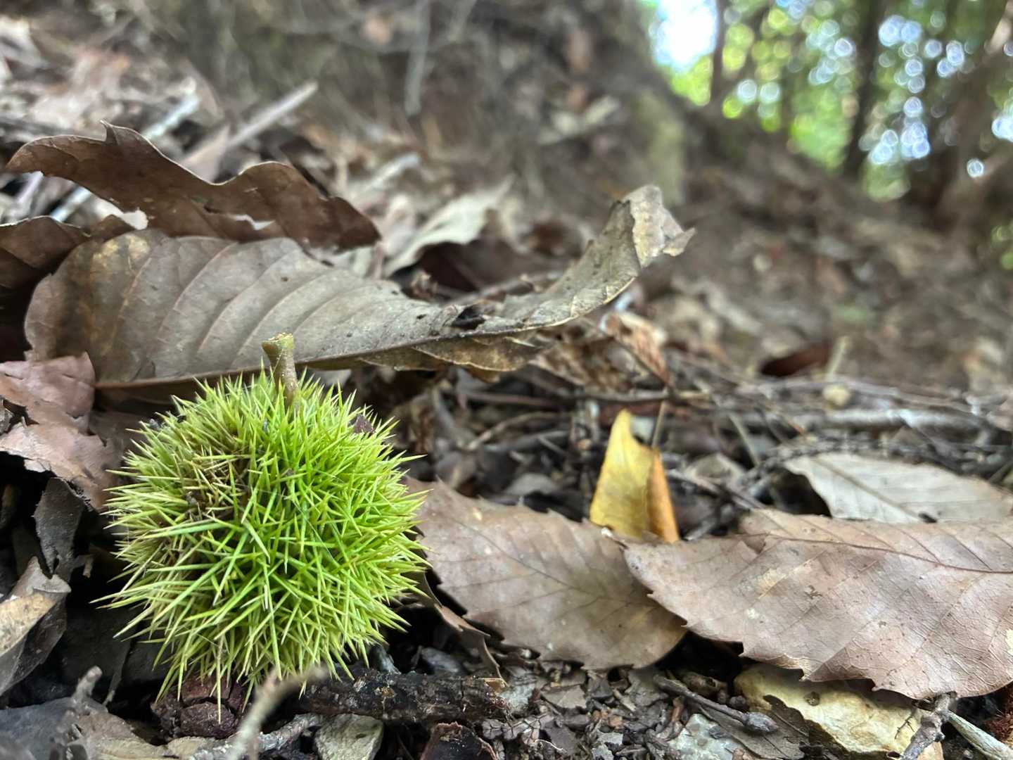 森の中は、秋に向けて準備中🌰