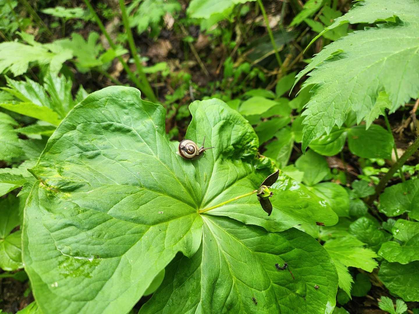 エンレイソウと🐌