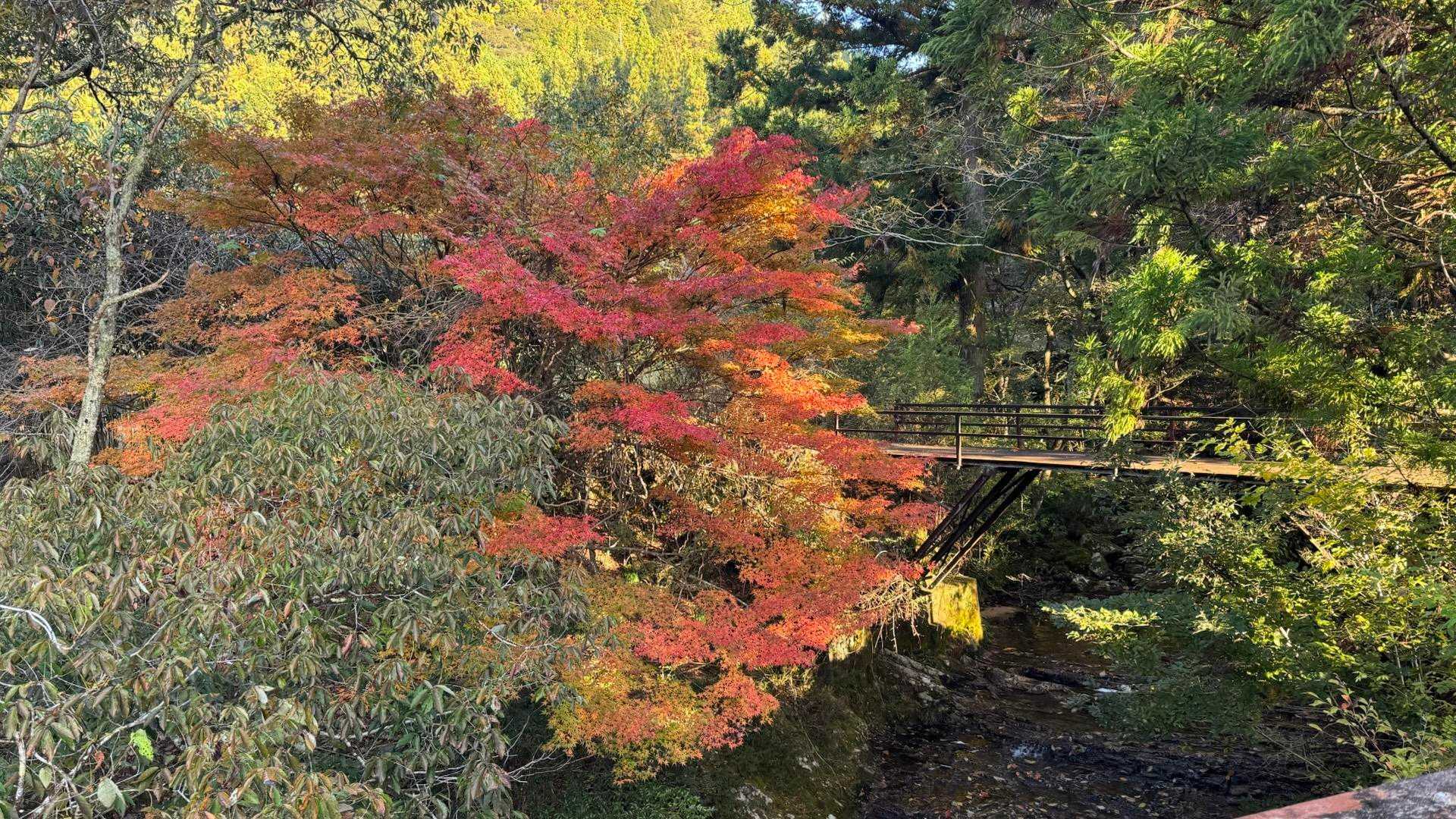 途中、紅葉が綺麗でした🍁
