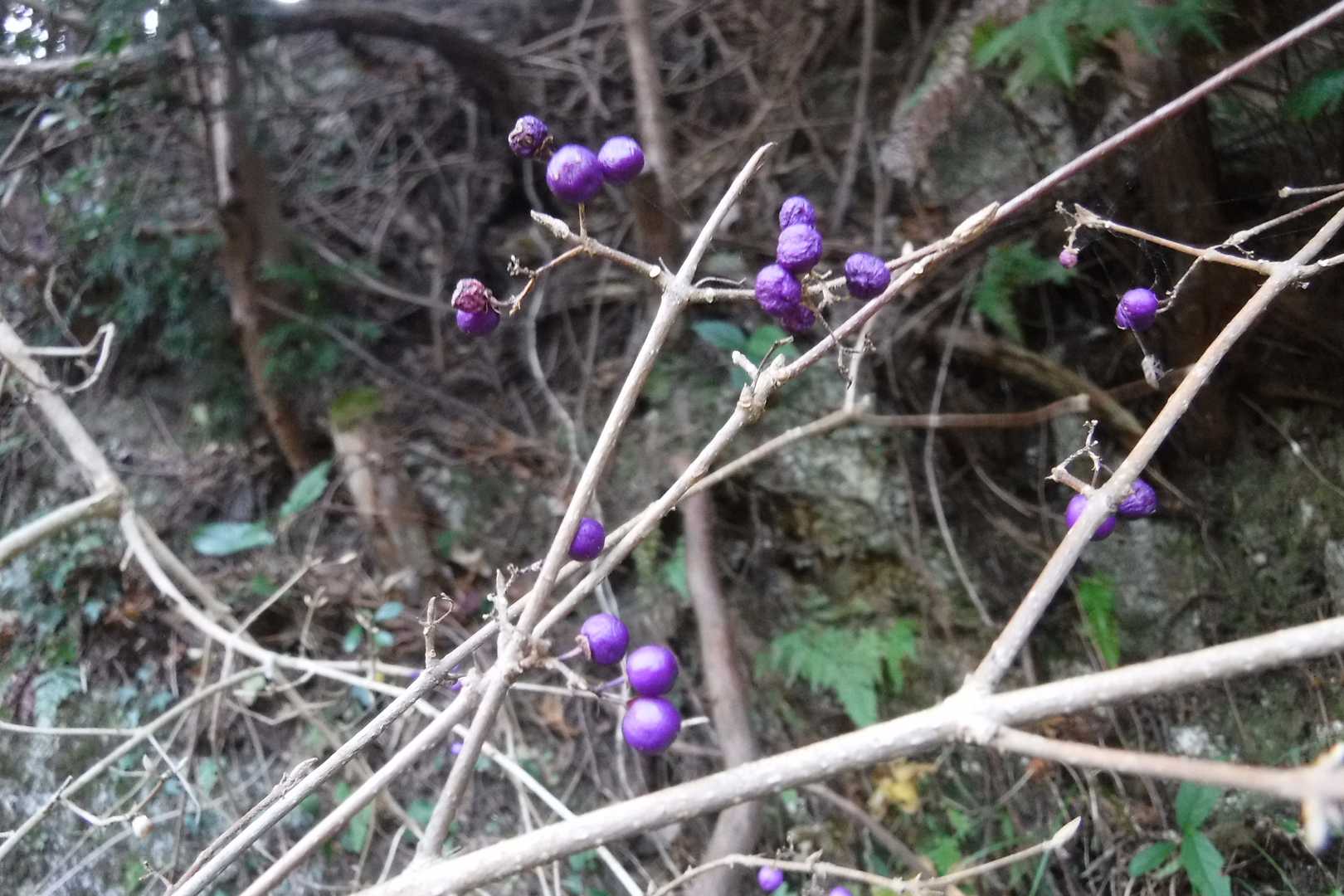 コムラサキ？

