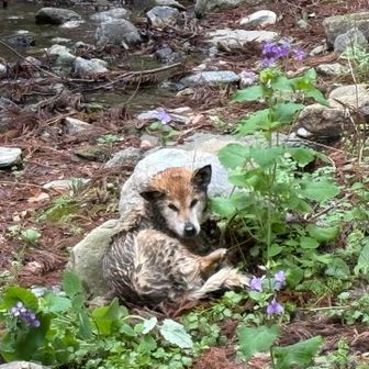 キツネ？弱ってた
助けてあげたいけど野生動物に迂闊に手を出せないのよ、