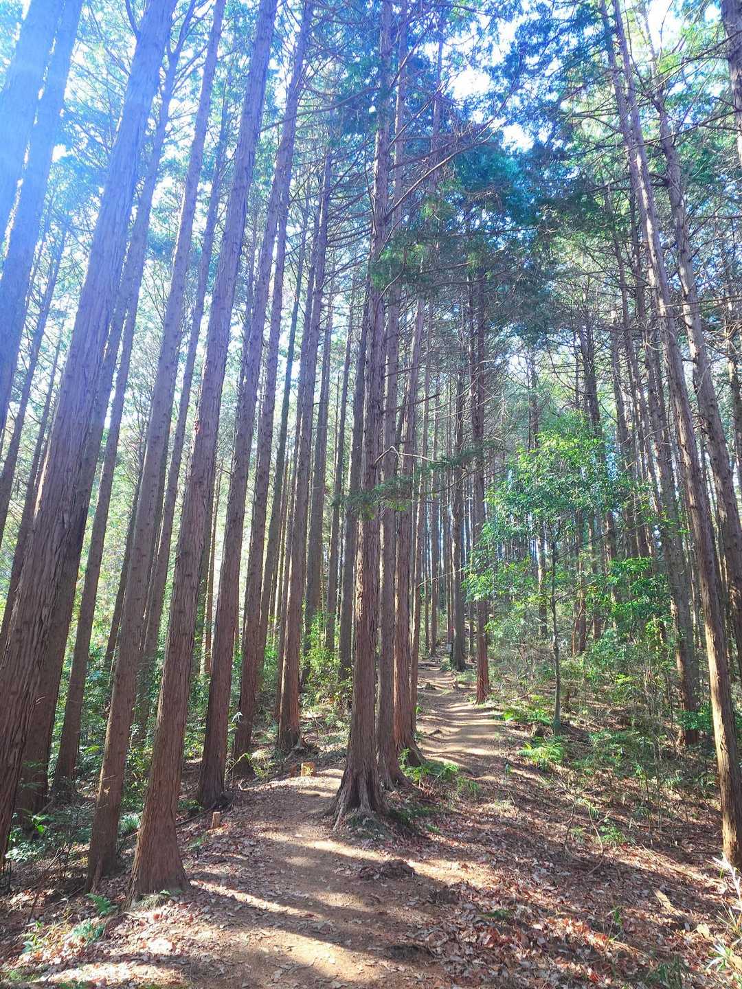 雨引観音バス停-雨引観音-雨引山-御嶽山 往復コースの写真