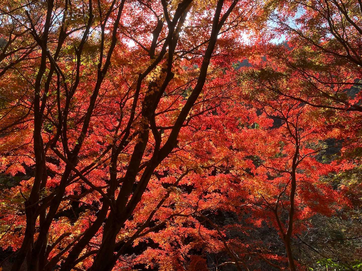 小仏バス停への道
紅葉🍁きれい