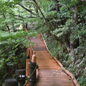 木道新しくなって通れるようになりました。
でもこの先は迂回路ができてた。