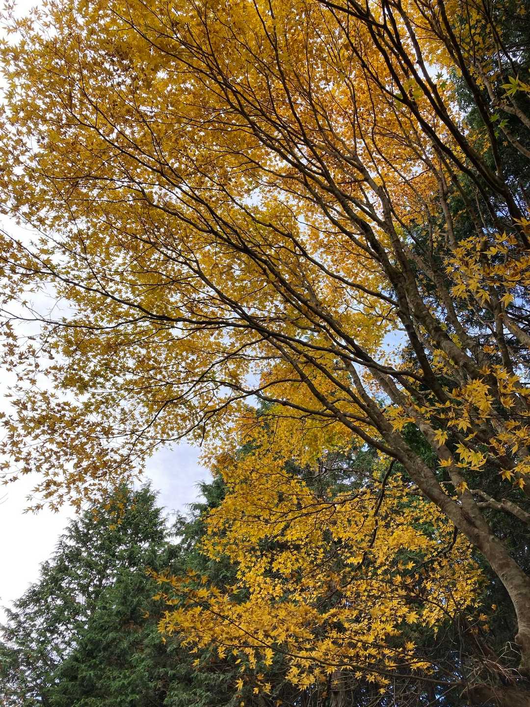 奥の院峰-栄蔵室-笹平-花園山 周回コースの写真
