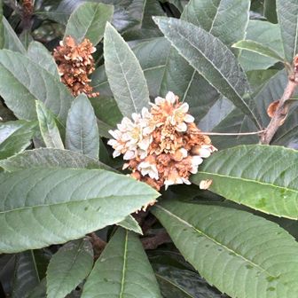 川筋に、たくさんのビワの花が咲いています
冬に花が咲いて、初夏に実がなる〜
知らなかった！

新神戸駅へ到着しました

久しぶりの山行で、足がとても疲れました
少しずつ、戻していけたら、良いな

ありがとうございます
