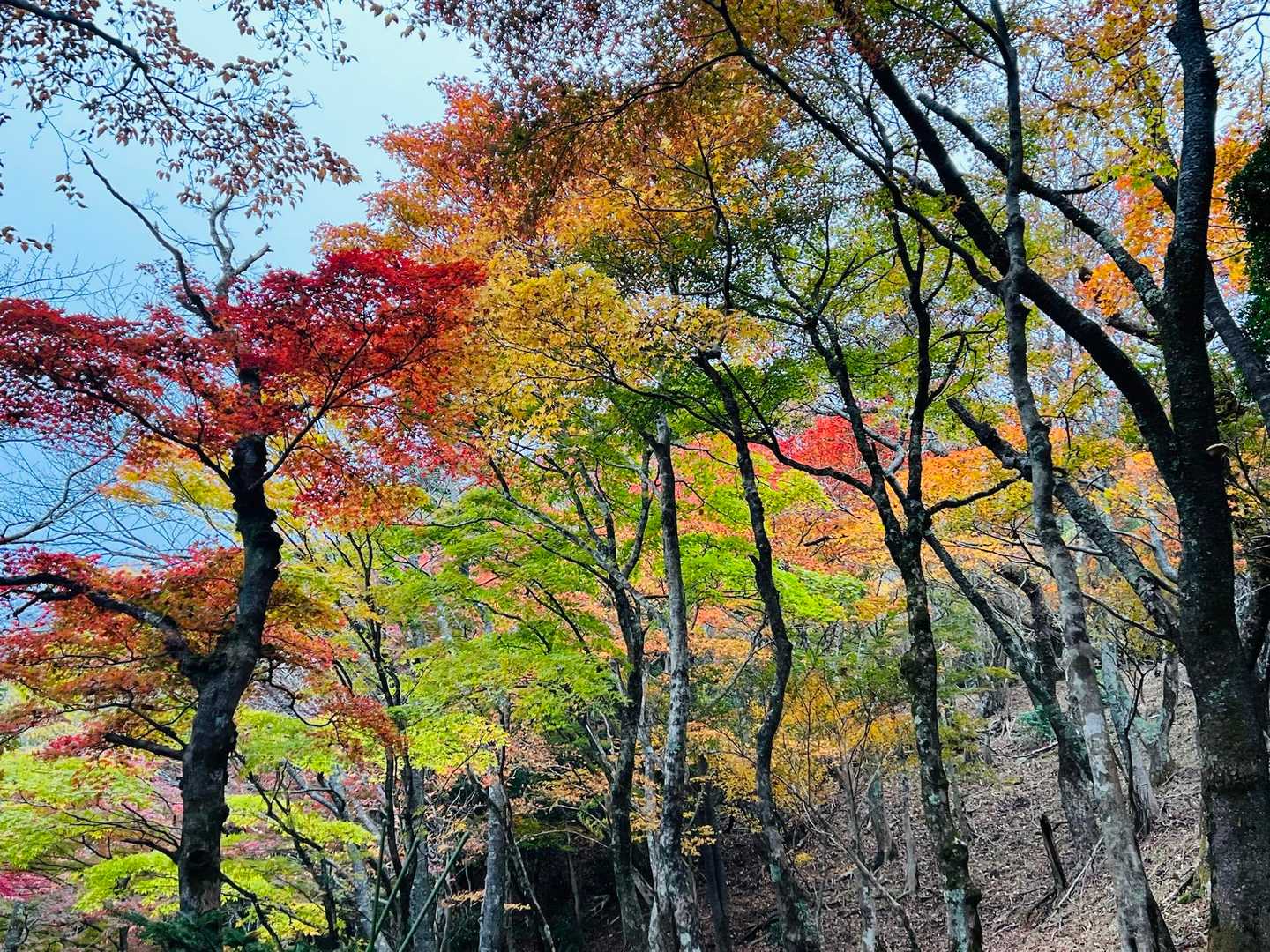 下山時はガスってきましたが
近くの景色は見える
綺麗～って言いながら歩きます