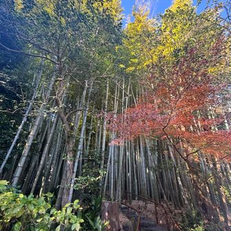 竹林と紅葉がいい感じでした🍁