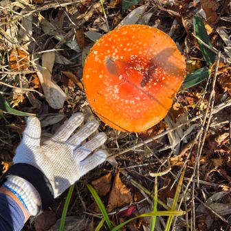 でかっ🍄
皆さんの日記で拝見してますが、誰も手を触れていないのが嬉しい
楽しみの共有ですね😄