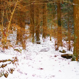 いい感じの雪景色❄️
