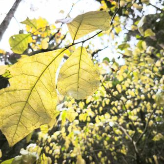 薄暗い森の中で、一際目立つレモンイエロー
踏み跡があるので、皆さんに撮られていますね📷️