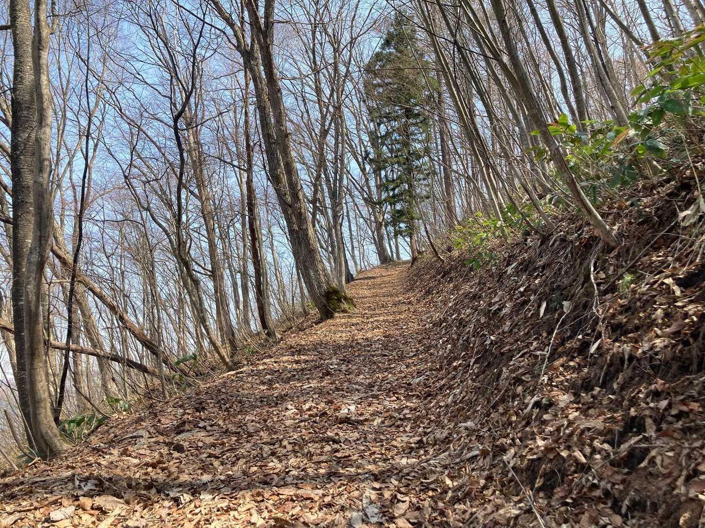 薮ってると想像してクマ🐻対策しまくって来ましたが、ずっと開けた山道でした♪
