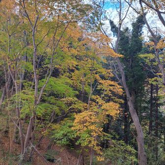 黄葉の進む道を行きます。