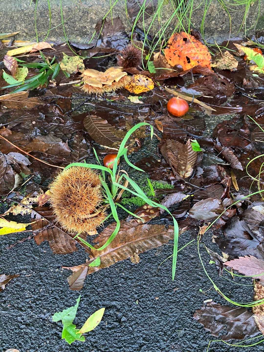 この時期、笠間は道端によく栗が転がっています。
拾っていいのだろうか？
たぶん正確には、ダメでしょうね。