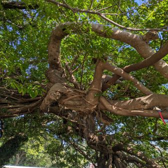 クワ科の半常緑高木で、太い気根を幹や枝から垂らし岩や他の木に養生して成長するのが特徴です💁‍♂️
