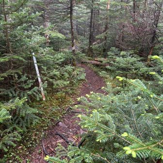 前掛山への縦走は平坦で歩きやすかったです。お山歩♪