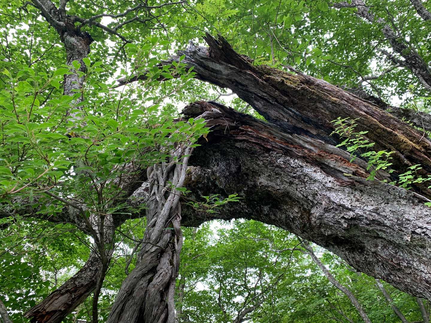 倒れた巨木からたくさんの若い芽🌱