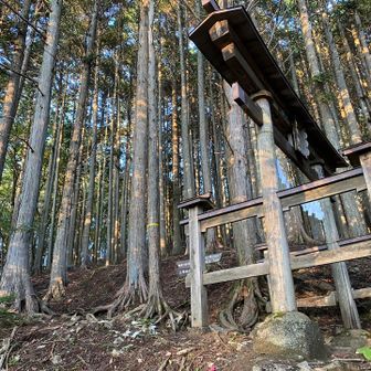 鳥居に当たる木漏れ日がいい感じ⛩️