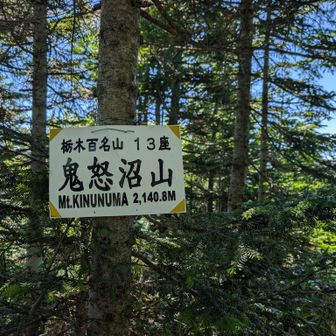 鬼怒沼山に到着😂💦眺望なし😓なので🔃湿原に下ります💨