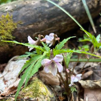 エイザンスミレ💖
