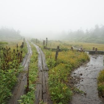 仙人岱避難小屋付近は湿地帯となってます。