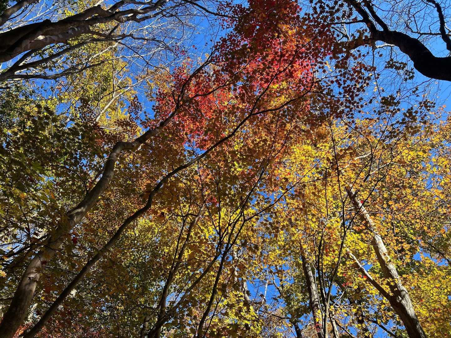紅葉してます🍁青空といい感じ👍