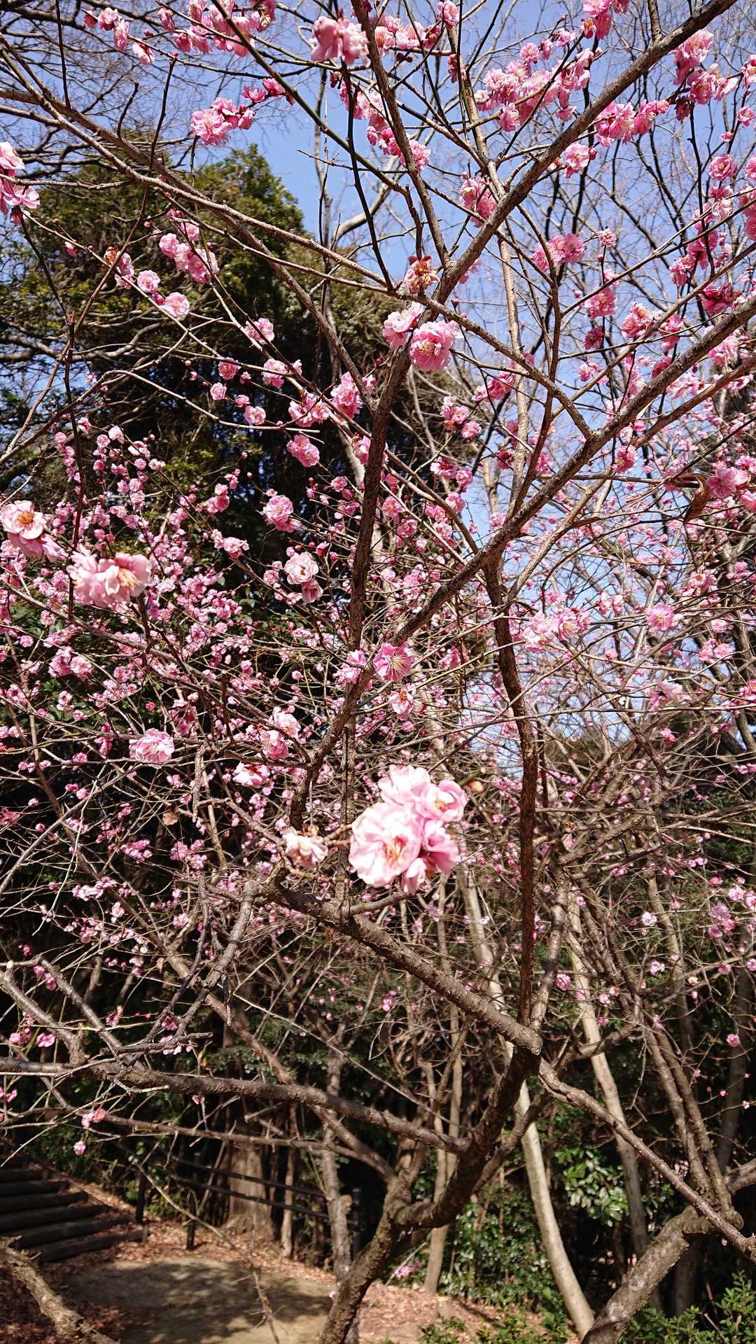 河津桜も開花しました。