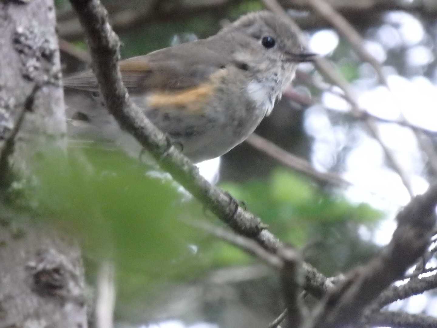 やけに鳥の鳴き声がするなと思い周りをキョロキョロ…お前か( ﾟдﾟ)ﾊｯ!