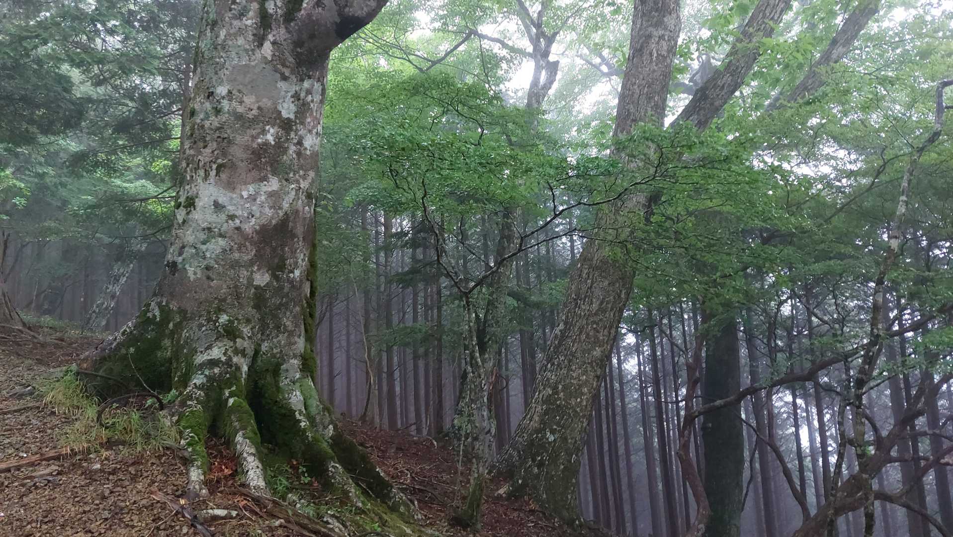 行者還岳 往復コースの写真