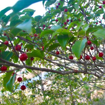 ソヨゴ(冬青)の実
美味しそうですが、食べられません😱