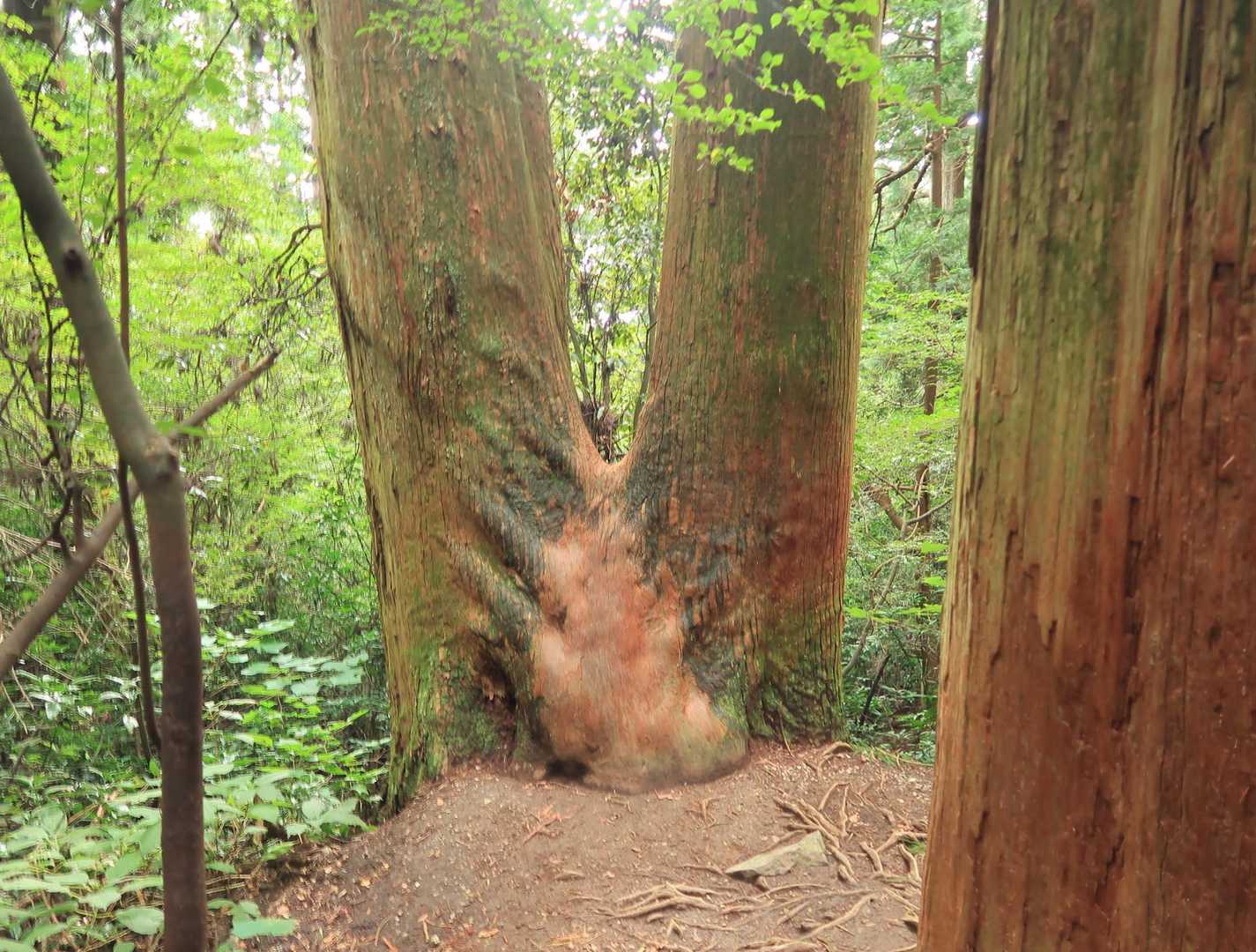 夫婦