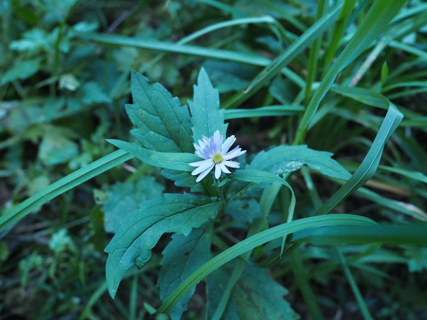 花が咲いていた。
　ノコンギク？？ヨメナ？？