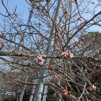 桜、もう少しですね