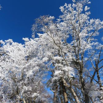 霧氷を観ながら昼食休憩