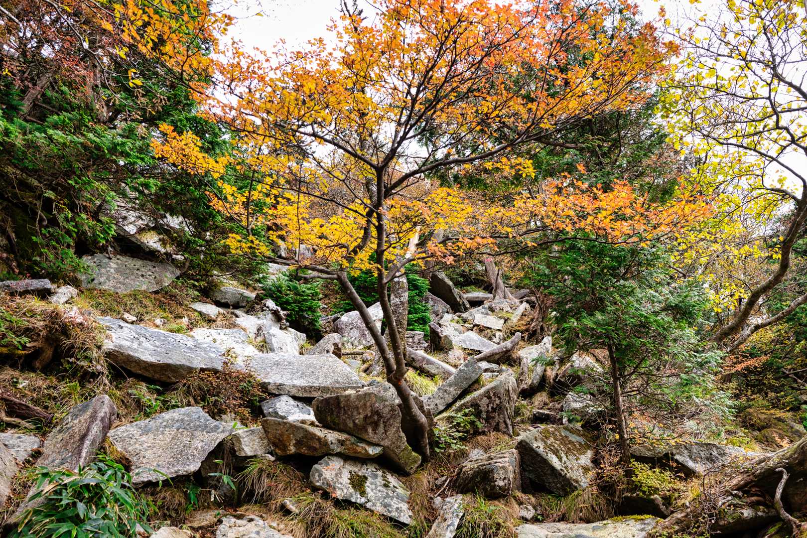 太尾登山口-古田ノ森-千丈平-釈迦ヶ岳-大日岳 往復コースの写真