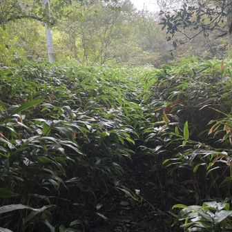 時折ワッサーで濡れる🌿