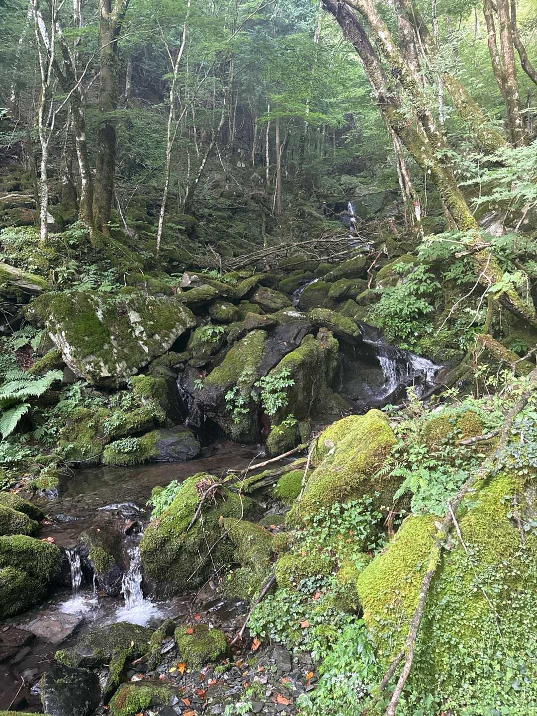 土居登山口-峨蔵越-二ッ岳 往復コースの写真